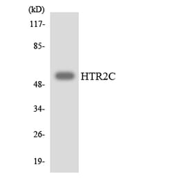 Western Blot - Anti-HTR2C Antibody (R12-2902) - Antibodies.com