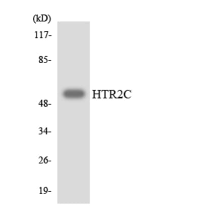 Western Blot - Anti-HTR2C Antibody (R12-2902) - Antibodies.com