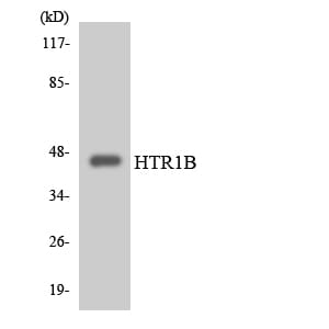 Western blot analysis of the lysates from COLO205 cells using Anti-HTR1B Antibody.