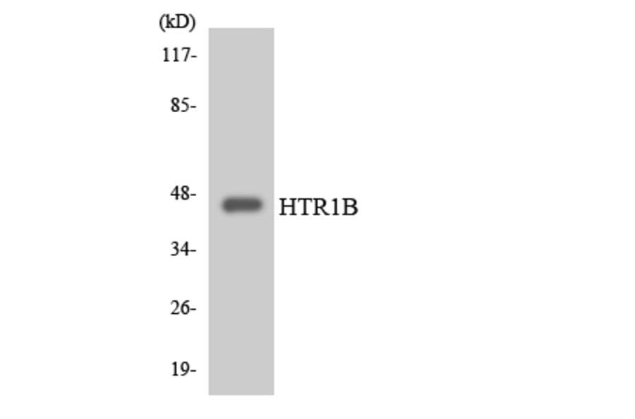 Western Blot - Anti-HTR1B Antibody (R12-2900) - Antibodies.com