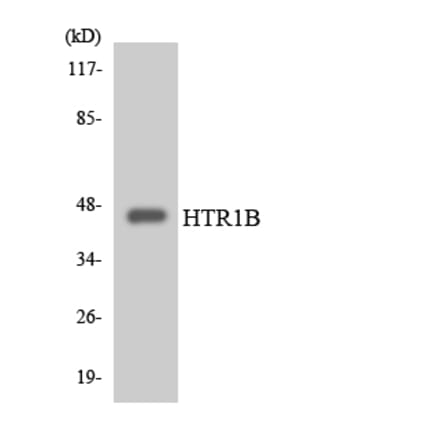 Western Blot - Anti-HTR1B Antibody (R12-2900) - Antibodies.com