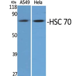 Western Blot - Anti-HSPA8 Antibody (C20790) - Antibodies.com