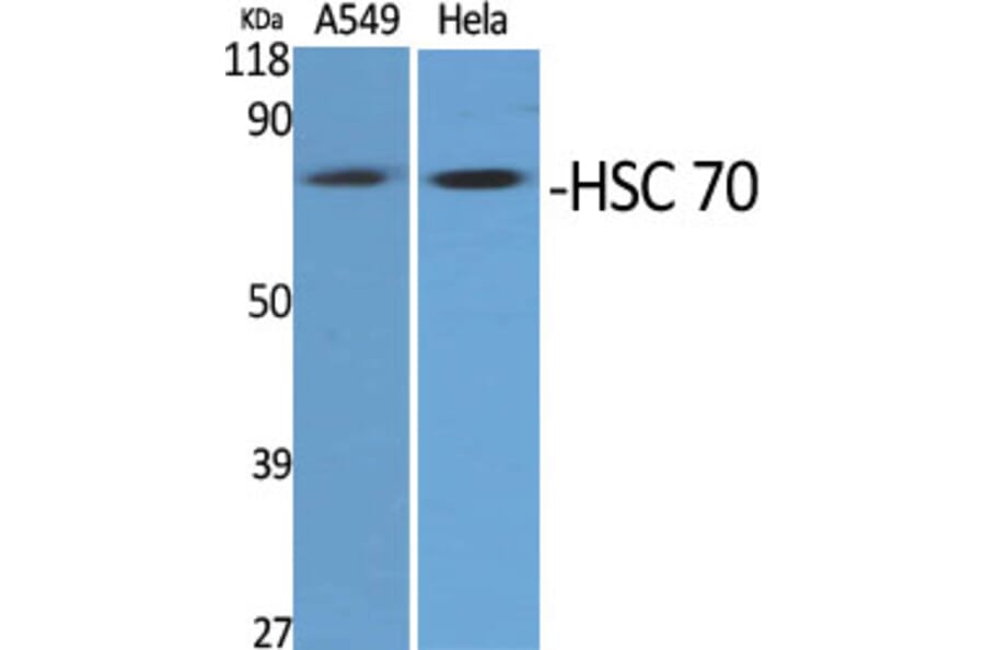 Western Blot - Anti-HSPA8 Antibody (C20790) - Antibodies.com