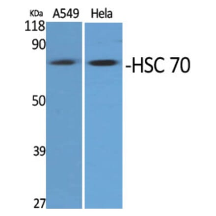 Western Blot - Anti-HSPA8 Antibody (C20790) - Antibodies.com