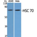 Western Blot - Anti-HSPA8 Antibody (C20790) - Antibodies.com