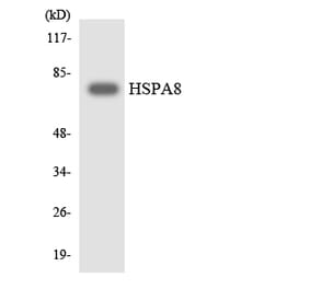 Western Blot - Anti-HSPA8 Antibody (R12-2898) - Antibodies.com