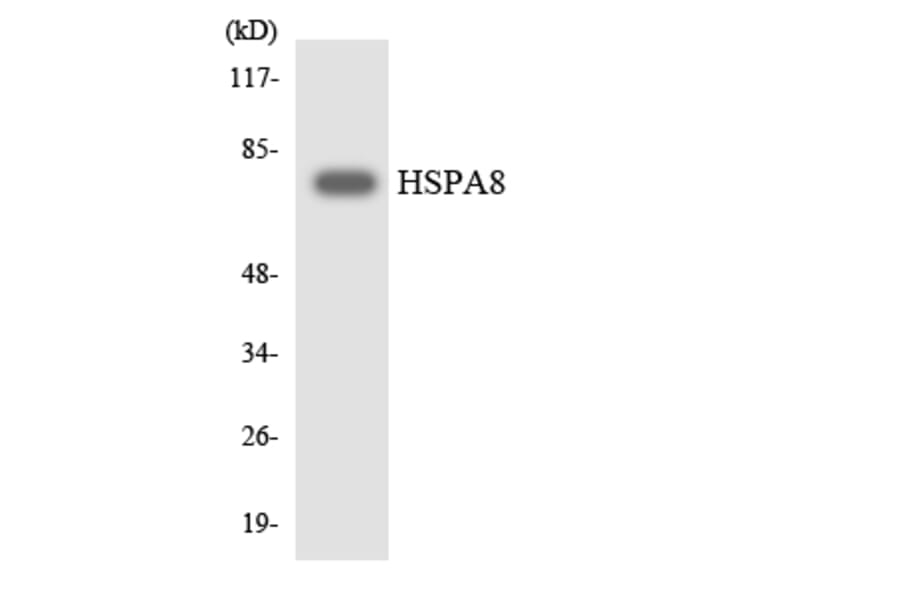 Western Blot - Anti-HSPA8 Antibody (R12-2898) - Antibodies.com