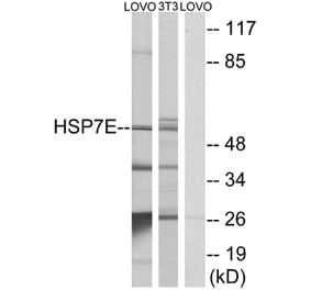 Western Blot - Anti-HSP7E Antibody (C12417) - Antibodies.com