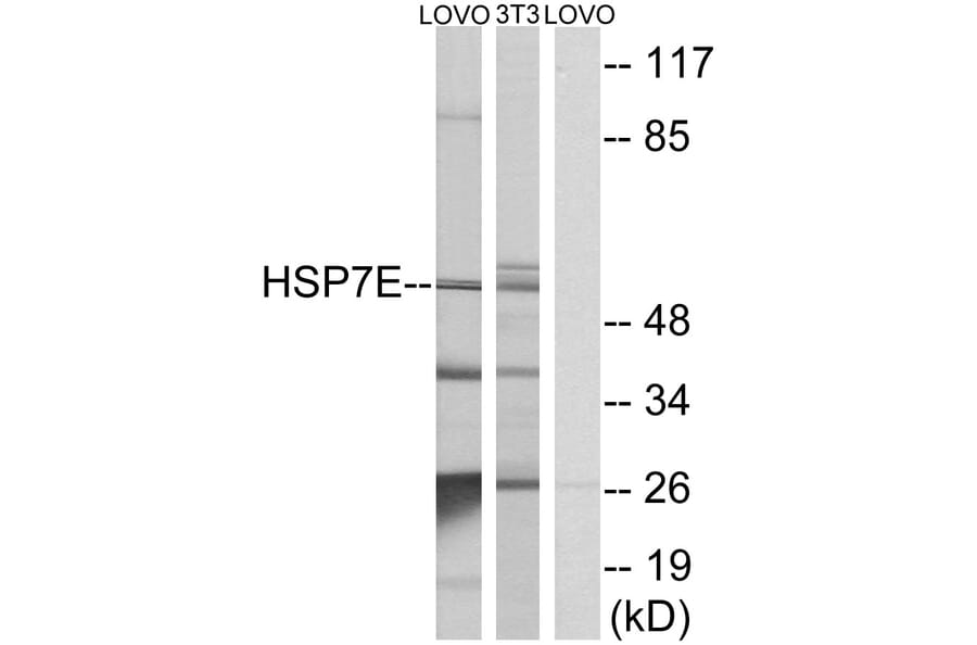 Western Blot - Anti-HSP7E Antibody (C12417) - Antibodies.com