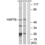 Western Blot - Anti-HSP7E Antibody (C12417) - Antibodies.com