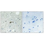 Immunohistochemistry - Anti-HSP7E Antibody (C12417) - Antibodies.com