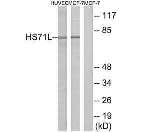 Western Blot - Anti-HS71L Antibody (C12406) - Antibodies.com
