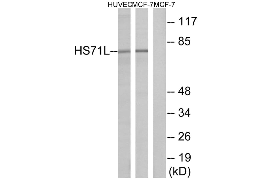 Western Blot - Anti-HS71L Antibody (C12406) - Antibodies.com