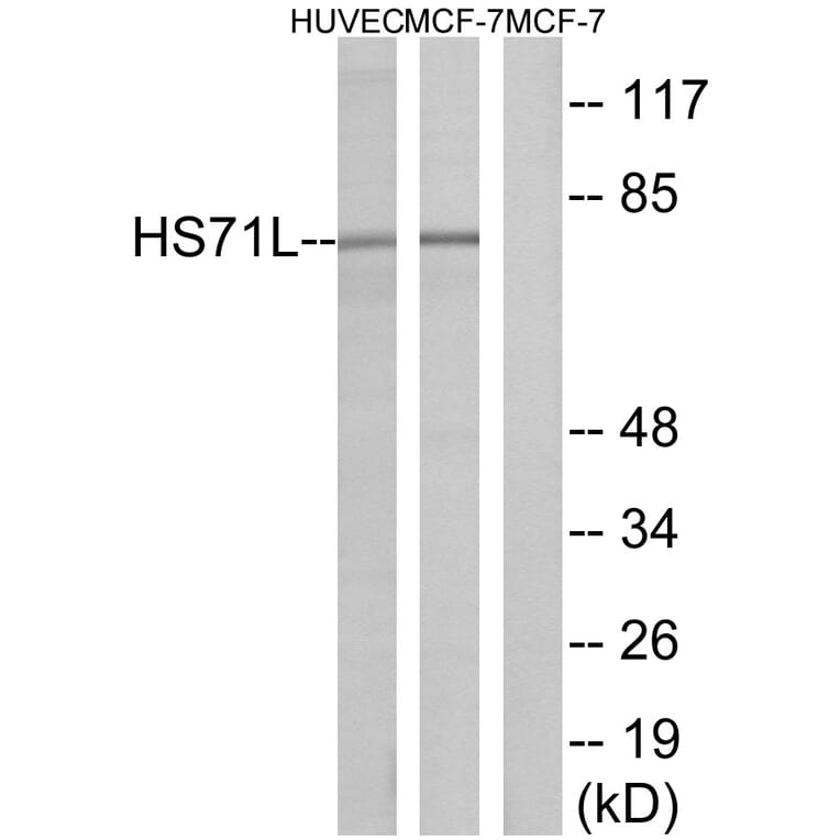 Western Blot - Anti-HS71L Antibody (C12406) - Antibodies.com