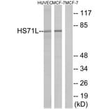 Western Blot - Anti-HS71L Antibody (C12406) - Antibodies.com