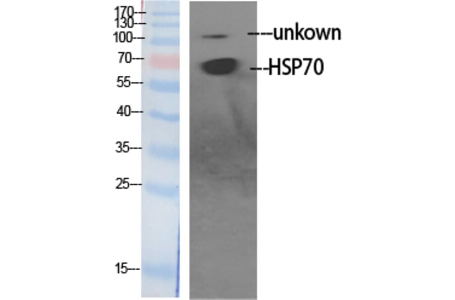 Western Blot - Anti-HS71L Antibody (C12406) - Antibodies.com