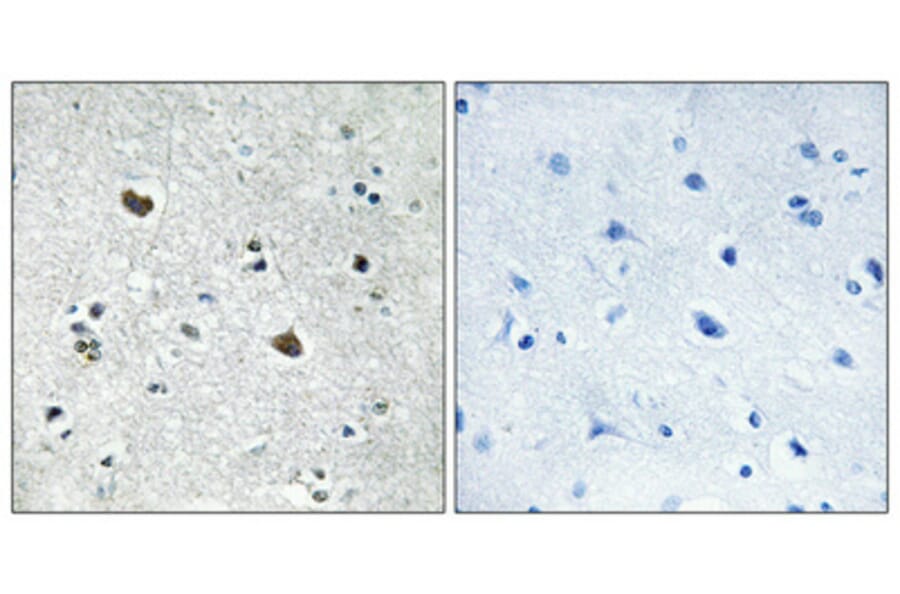 Immunohistochemistry - Anti-HS71L Antibody (C12406) - Antibodies.com