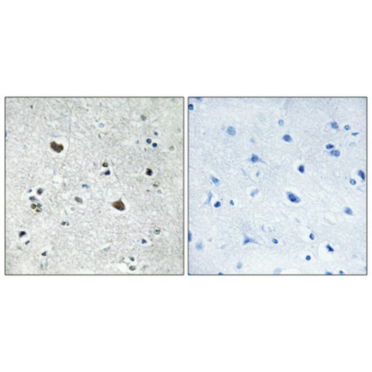 Immunohistochemistry - Anti-HS71L Antibody (C12406) - Antibodies.com