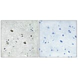 Immunohistochemistry - Anti-HS71L Antibody (C12406) - Antibodies.com