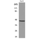 Western Blot - Anti-HOXD3 Antibody (C30129) - Antibodies.com