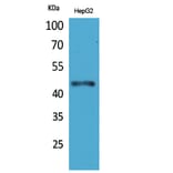 Western Blot - Anti-HOXD3 Antibody (C30129) - Antibodies.com