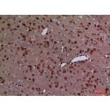Immunohistochemistry - Anti-HOXD3 Antibody (C30129) - Antibodies.com