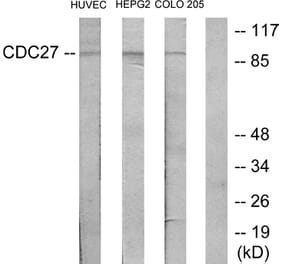 Western Blot - Anti-H-NUC Antibody (C12168) - Antibodies.com