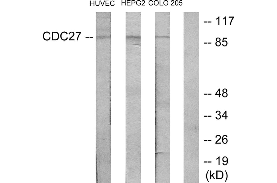 Western Blot - Anti-H-NUC Antibody (C12168) - Antibodies.com