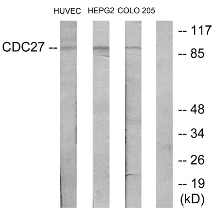 Western Blot - Anti-H-NUC Antibody (C12168) - Antibodies.com