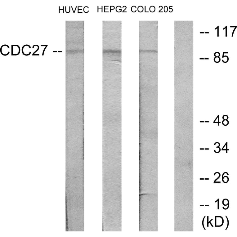 Western Blot - Anti-H-NUC Antibody (C12168) - Antibodies.com