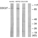 Western Blot - Anti-H-NUC Antibody (C12168) - Antibodies.com