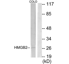 Western Blot - Anti-HMGB2 Antibody (C10487) - Antibodies.com