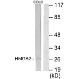 Western Blot - Anti-HMGB2 Antibody (C10487) - Antibodies.com