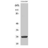 Western Blot - Anti-HMGB2 Antibody (C10487) - Antibodies.com