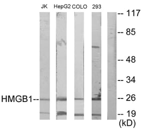 Western Blot - Anti-HMGB1 Antibody (C10316) - Antibodies.com