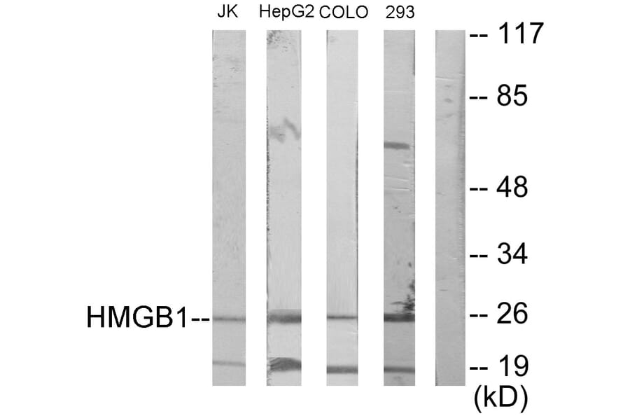 Western Blot - Anti-HMGB1 Antibody (C10316) - Antibodies.com