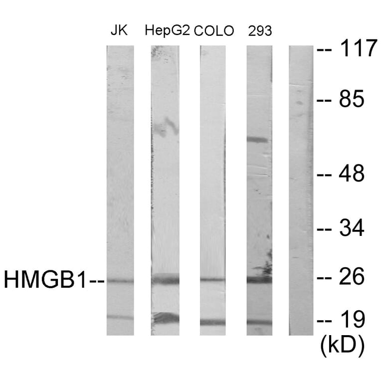 Western Blot - Anti-HMGB1 Antibody (C10316) - Antibodies.com