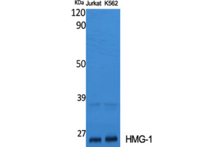 Western Blot - Anti-HMGB1 Antibody (C10316) - Antibodies.com
