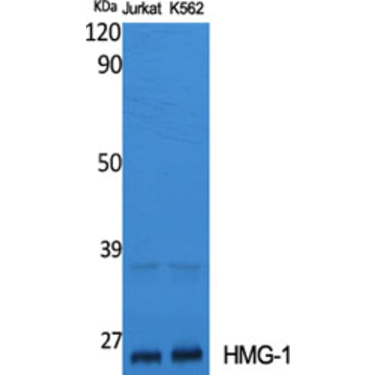 Western Blot - Anti-HMGB1 Antibody (C10316) - Antibodies.com