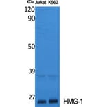 Western Blot - Anti-HMGB1 Antibody (C10316) - Antibodies.com