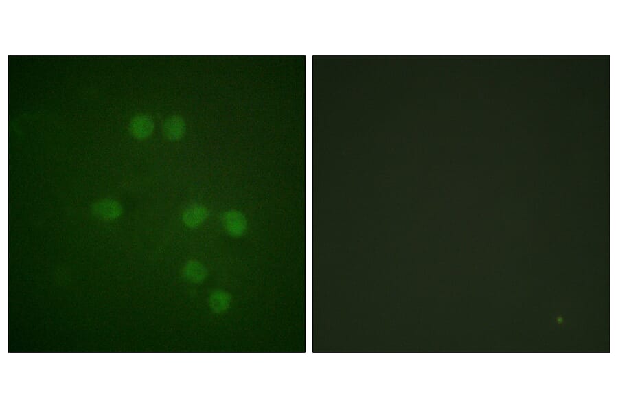 Immunofluorescence - Anti-HMG14 Antibody (B1040) - Antibodies.com