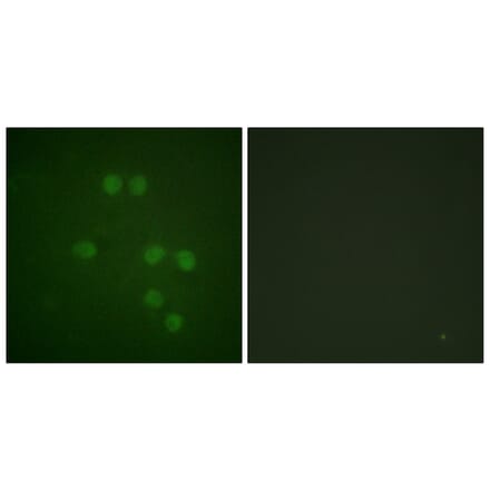 Immunofluorescence - Anti-HMG14 Antibody (B1040) - Antibodies.com