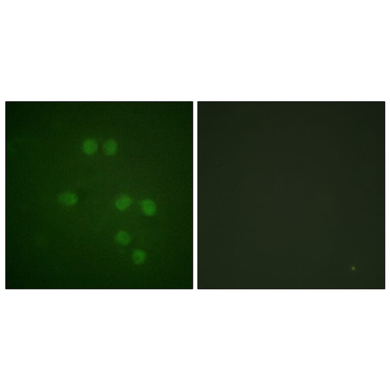 Immunofluorescence - Anti-HMG14 Antibody (B1040) - Antibodies.com