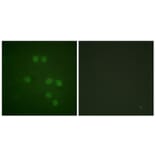 Immunofluorescence - Anti-HMG14 Antibody (B1040) - Antibodies.com