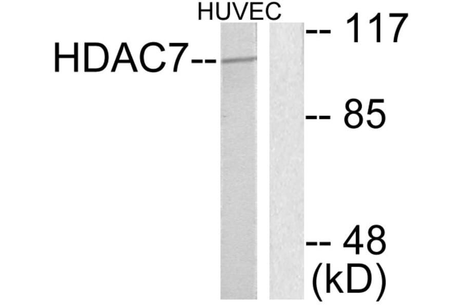 Western Blot - Anti-HDAC7 Antibody (C0227) - Antibodies.com