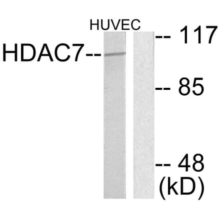 Western Blot - Anti-HDAC7 Antibody (C0227) - Antibodies.com