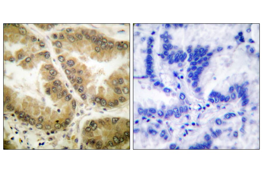 Immunohistochemistry - Anti-HDAC7 Antibody (C0227) - Antibodies.com