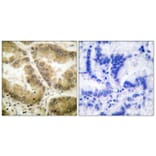 Immunohistochemistry - Anti-HDAC7 Antibody (C0227) - Antibodies.com