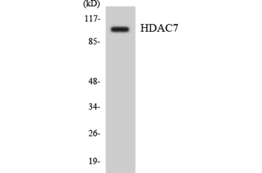 Western Blot - Anti-HDAC7 Antibody (R12-2870) - Antibodies.com