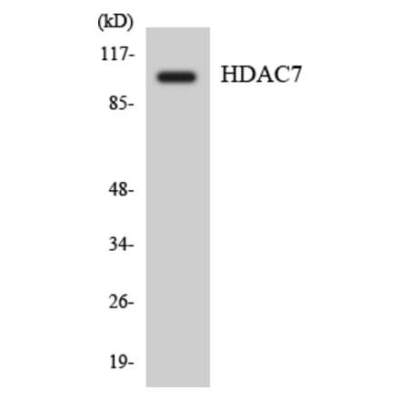 Western Blot - Anti-HDAC7 Antibody (R12-2870) - Antibodies.com